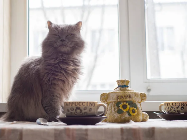 Morning coffee: cat on the table waiting for his mistress, preparing for Breakfast, two cups of coffee are on the table