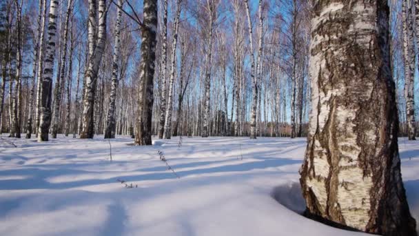 Kışın huş ağaçlarının gövdeleri — Stok video