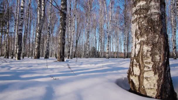 Trunks of birch trees in wintertime — Stock Video