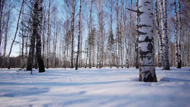 Стовбури березових дерев взимку — стокове відео