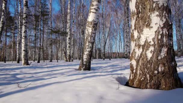 Trunks of birch trees in wintertime — Stock Video