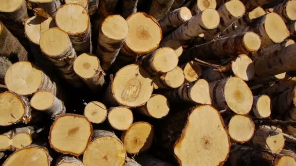 Stack of wood logs — Stock Video