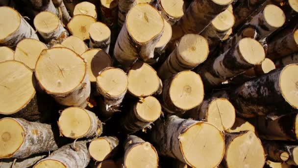 Pila de troncos de madera — Vídeos de Stock