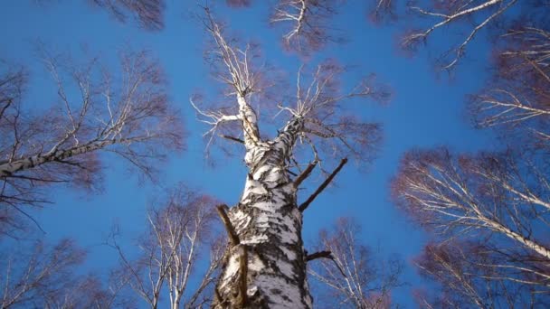 Stammen van berkenbomen in de winter — Stockvideo