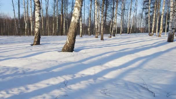 Сонячний день в зимовому лісі — стокове відео