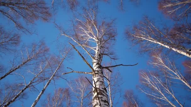 Stammen van berkenbomen in de winter — Stockvideo