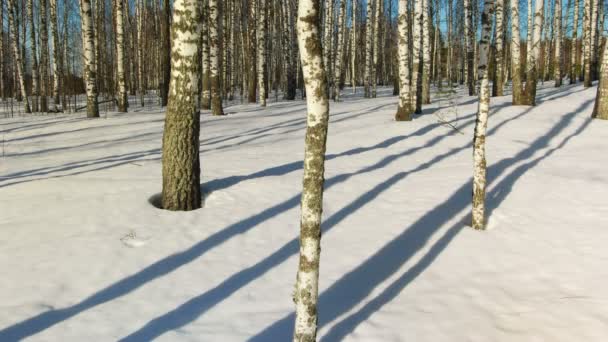 Dia ensolarado na floresta de inverno — Vídeo de Stock