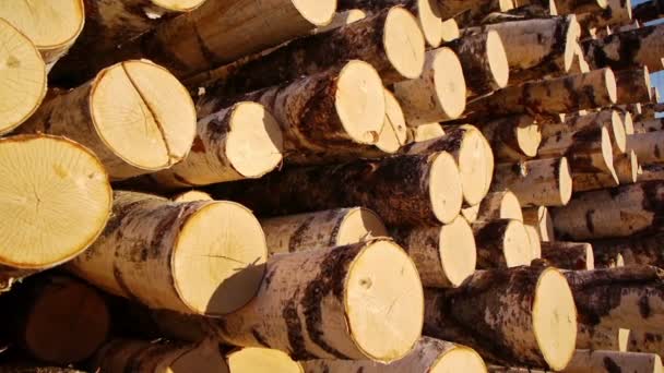 Pila de troncos de madera — Vídeos de Stock