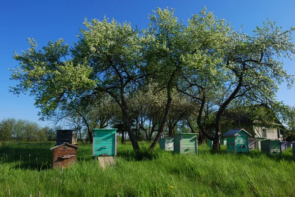 Mézelő méh csalánkiütés tavaszi apple kertben — Stock Fotó