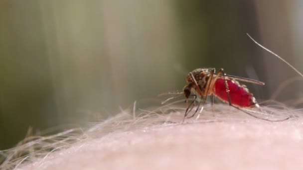 Mosquito blood sucking on human skin — Stock Video