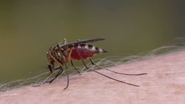 Mosquito sangre chupando en la piel humana — Vídeo de stock
