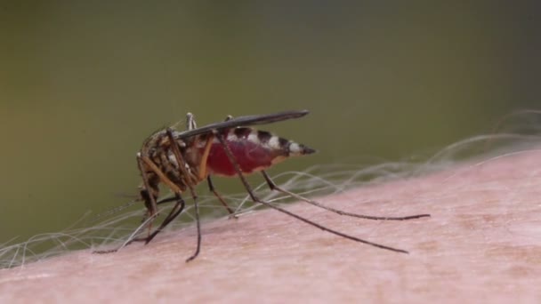 Mosquito sangre chupando en la piel humana — Vídeos de Stock