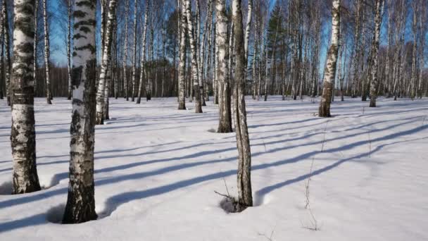 Dia ensolarado na floresta de inverno — Vídeo de Stock