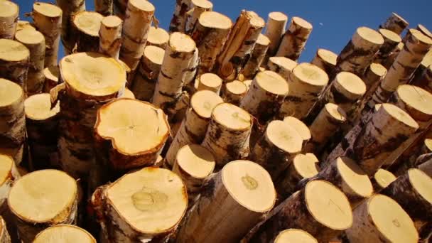 Stos kłód drewna — Wideo stockowe