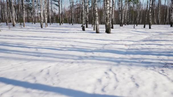 冬日的森林里阳光灿烂 — 图库视频影像