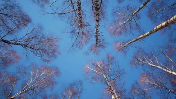 Stammen van berkenbomen in de winter — Stockvideo