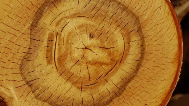 Pila de troncos de madera — Vídeo de stock