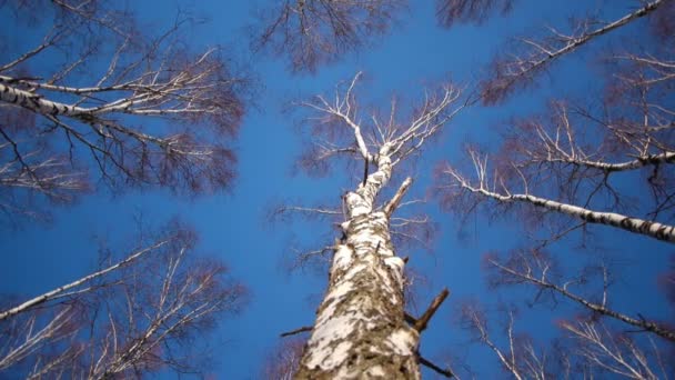 Stammen van berkenbomen in de winter — Stockvideo