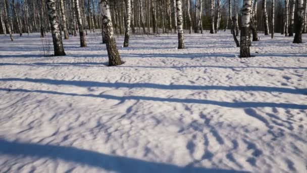 Día soleado en el bosque de invierno — Vídeos de Stock