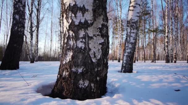Стовбури березових дерев взимку — стокове відео