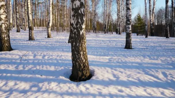 Сонячний день в зимовому лісі — стокове відео