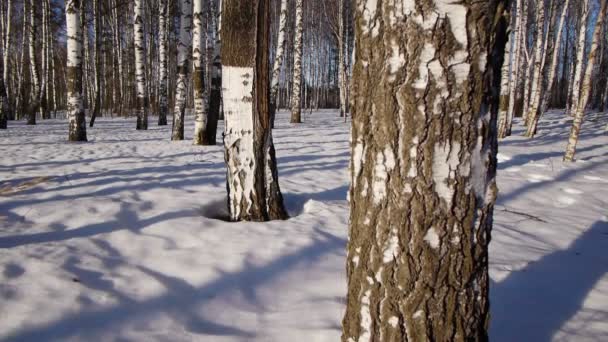 Trunks of birch trees in wintertime — Stock Video