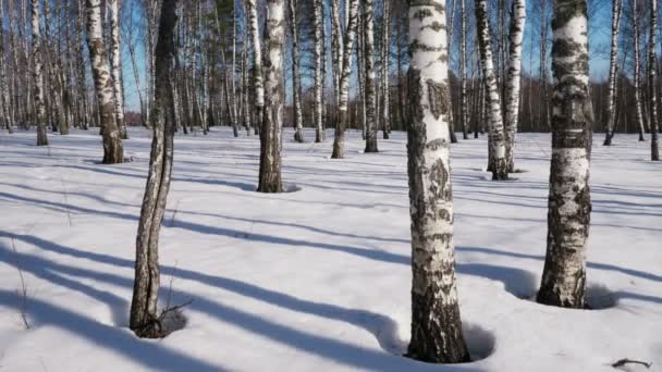 Día soleado en el bosque de invierno — Vídeos de Stock