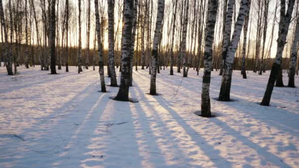 Puesta de sol en el bosque de invierno — Vídeo de stock