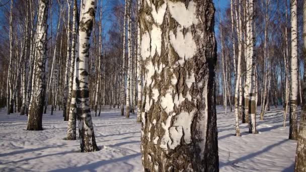 Trunks of birch trees in wintertime — Stock Video