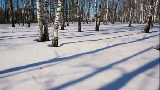 Día soleado en el bosque de invierno — Vídeos de Stock