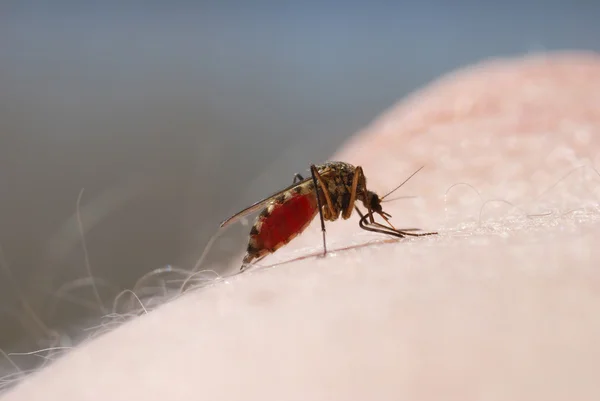 Sangue de mosquito chupando na pele humana — Fotografia de Stock