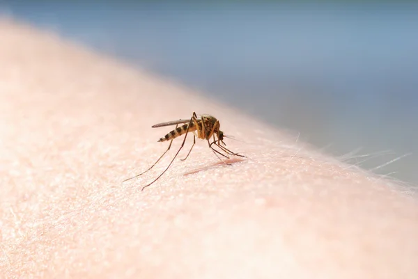 Mosquito sangre chupando en la piel humana —  Fotos de Stock