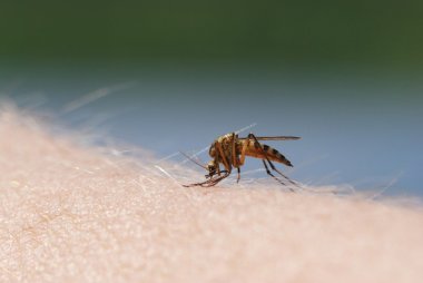 Mosquito blood sucking on human skin clipart