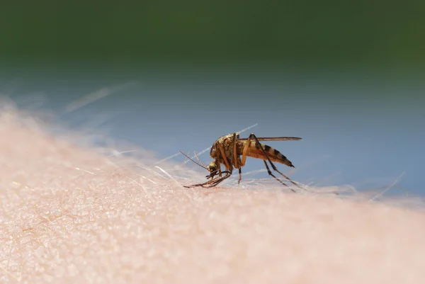 Sangue de mosquito chupando na pele humana — Fotografia de Stock