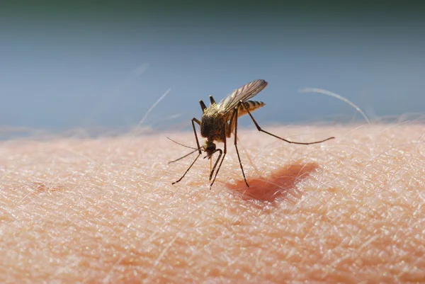 Sangue de mosquito chupando na pele humana — Fotografia de Stock