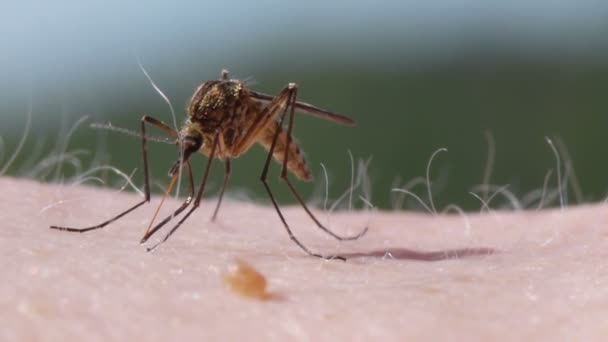 Mosquito sangre chupando en la piel humana — Vídeo de stock