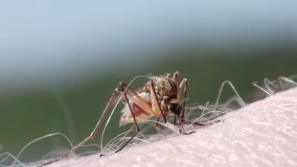 蚊子血吸吮人类皮肤 — 图库视频影像