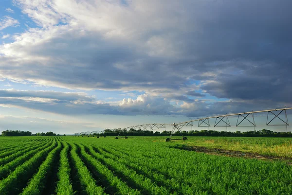 Carrot field with irrigation system at sunset — Stock Photo, Image