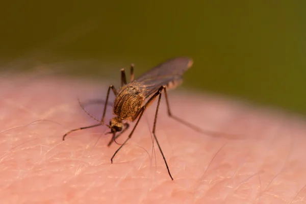 Sangue de mosquito chupando na pele humana — Fotografia de Stock