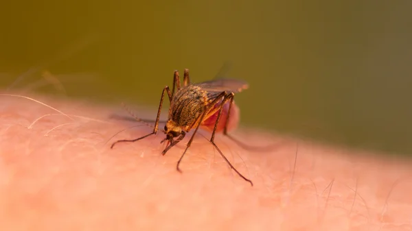 Myggblod suger på mänsklig hud — Stockfoto