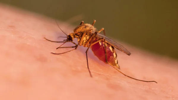 Sangue de mosquito chupando na pele humana — Fotografia de Stock