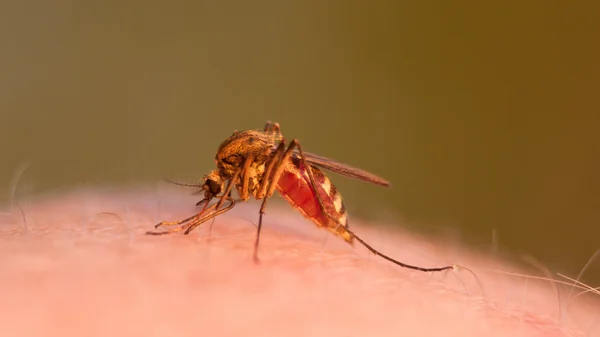 Sangue de mosquito chupando na pele humana — Fotografia de Stock