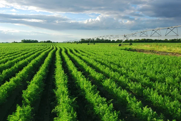 Karottenfeld mit Bewässerungssystem bei Sonnenuntergang lizenzfreie Stockfotos
