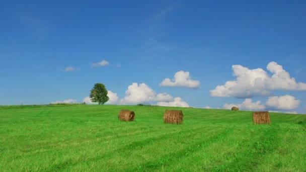 干し草の俵を持つフィールドでの孤独な木 — ストック動画