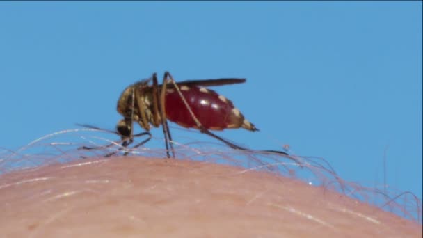 Mosquito sání krve na lidské kůži — Stock video