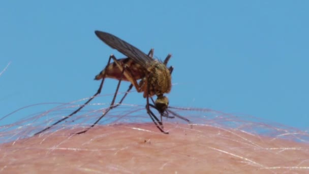 Mosquito sangre chupando en la piel humana — Vídeos de Stock