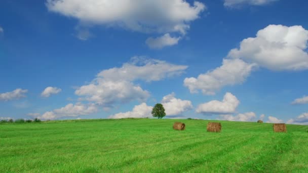 Eenzame boom op veld met hooibalen — Stockvideo