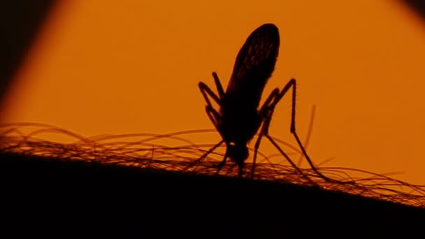 Mosquito sangre chupando en la piel humana en el fondo del sol — Vídeos de Stock