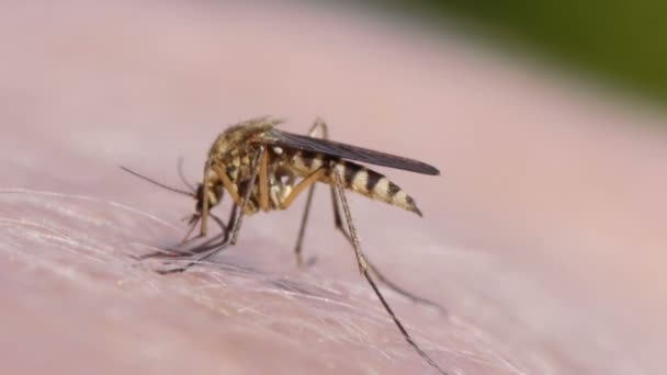 Mosquito sání krve na lidské kůži — Stock video