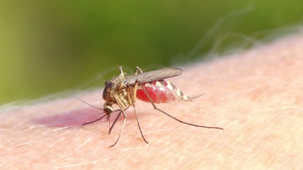 Mosquito sangre chupando en la piel humana — Vídeos de Stock